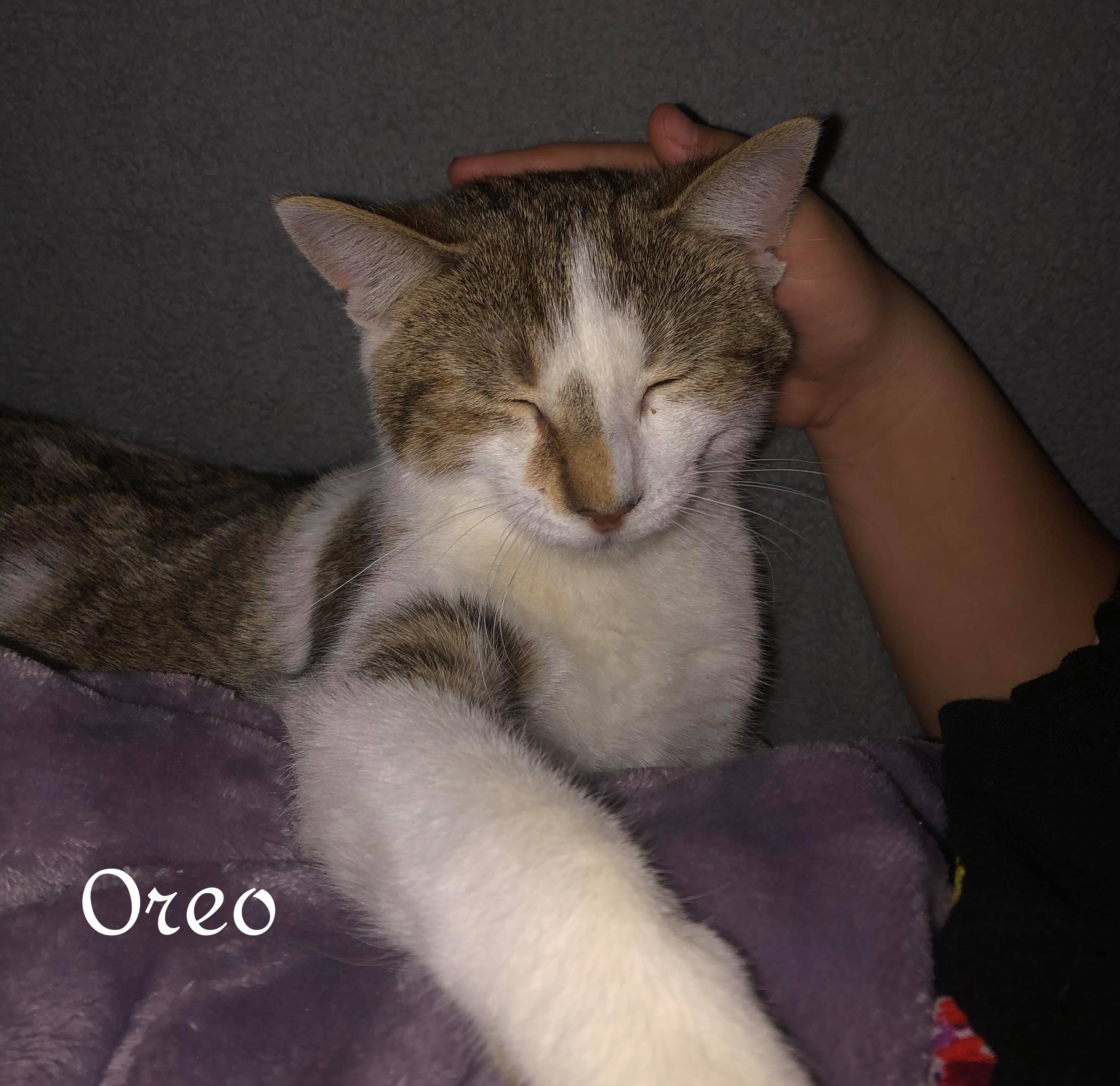 Oreo, an adoptable Domestic Short Hair in Chatham, ON, N7M 2Z7 | Photo Image 4
