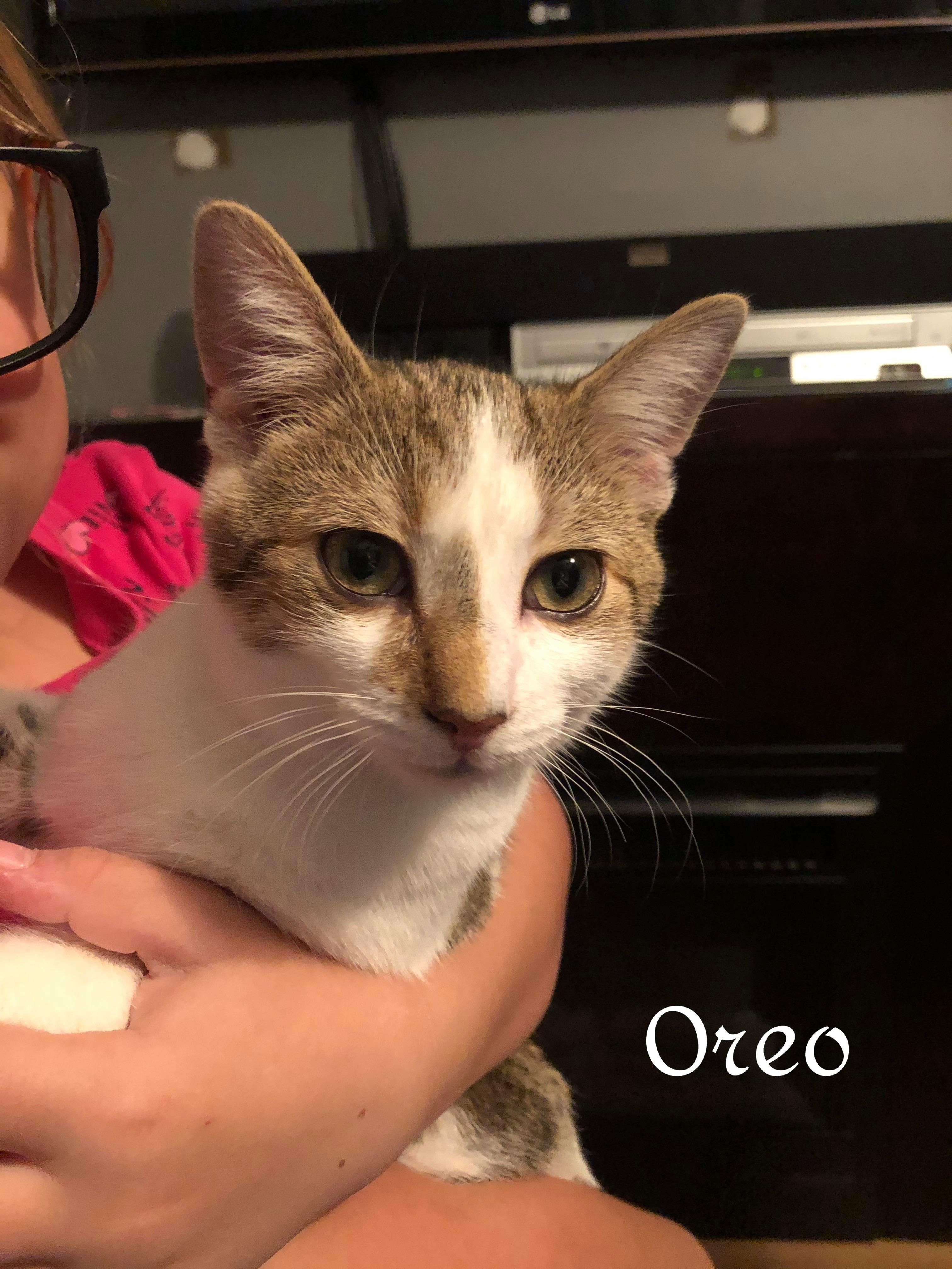 Oreo, an adoptable Domestic Short Hair in Chatham, ON, N7M 2Z7 | Photo Image 5