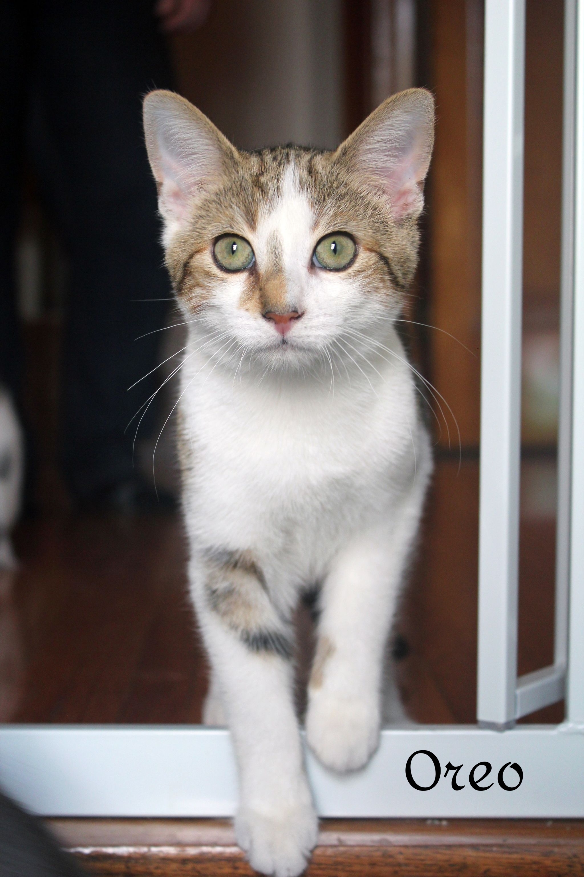 Oreo, an adoptable Domestic Short Hair in Chatham, ON, N7M 2Z7 | Photo Image 1