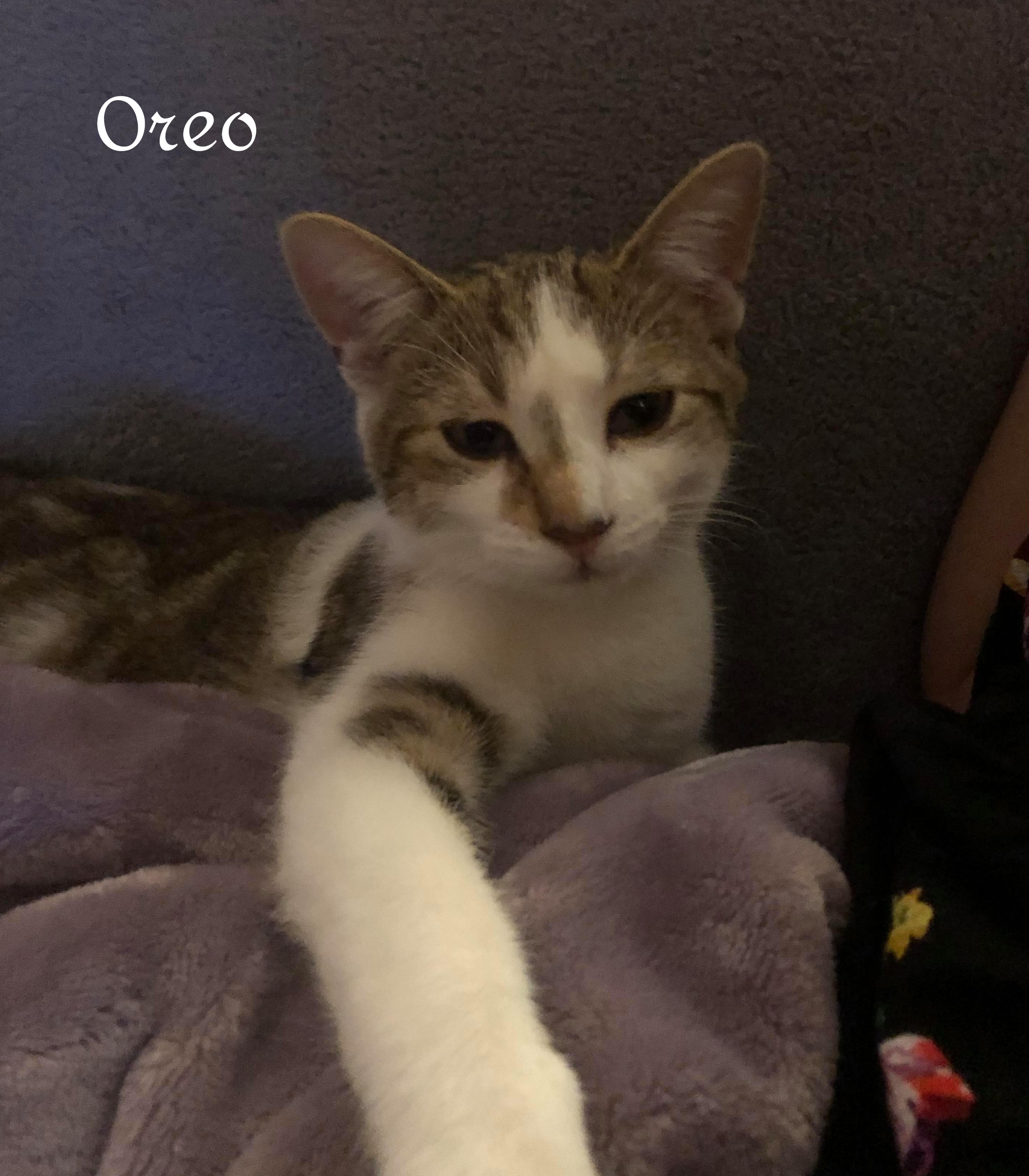 Oreo, an adoptable Domestic Short Hair in Chatham, ON, N7M 2Z7 | Photo Image 6