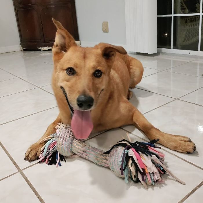 German and store golden retriever mix