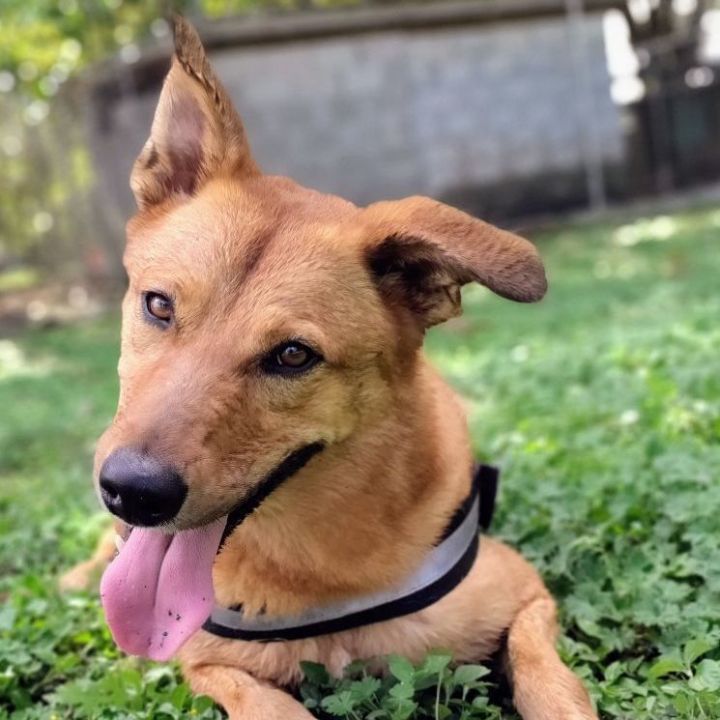 Golden retriever mixed with a cheap german shepherd