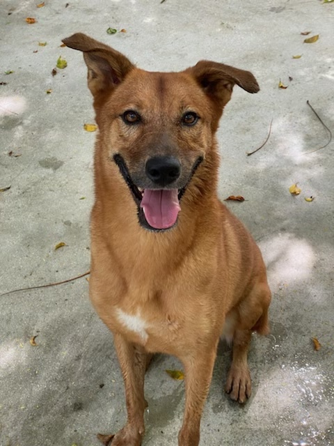 Kylo, an adoptable German Shepherd Dog, Golden Retriever in Miami, FL, 33177 | Photo Image 3