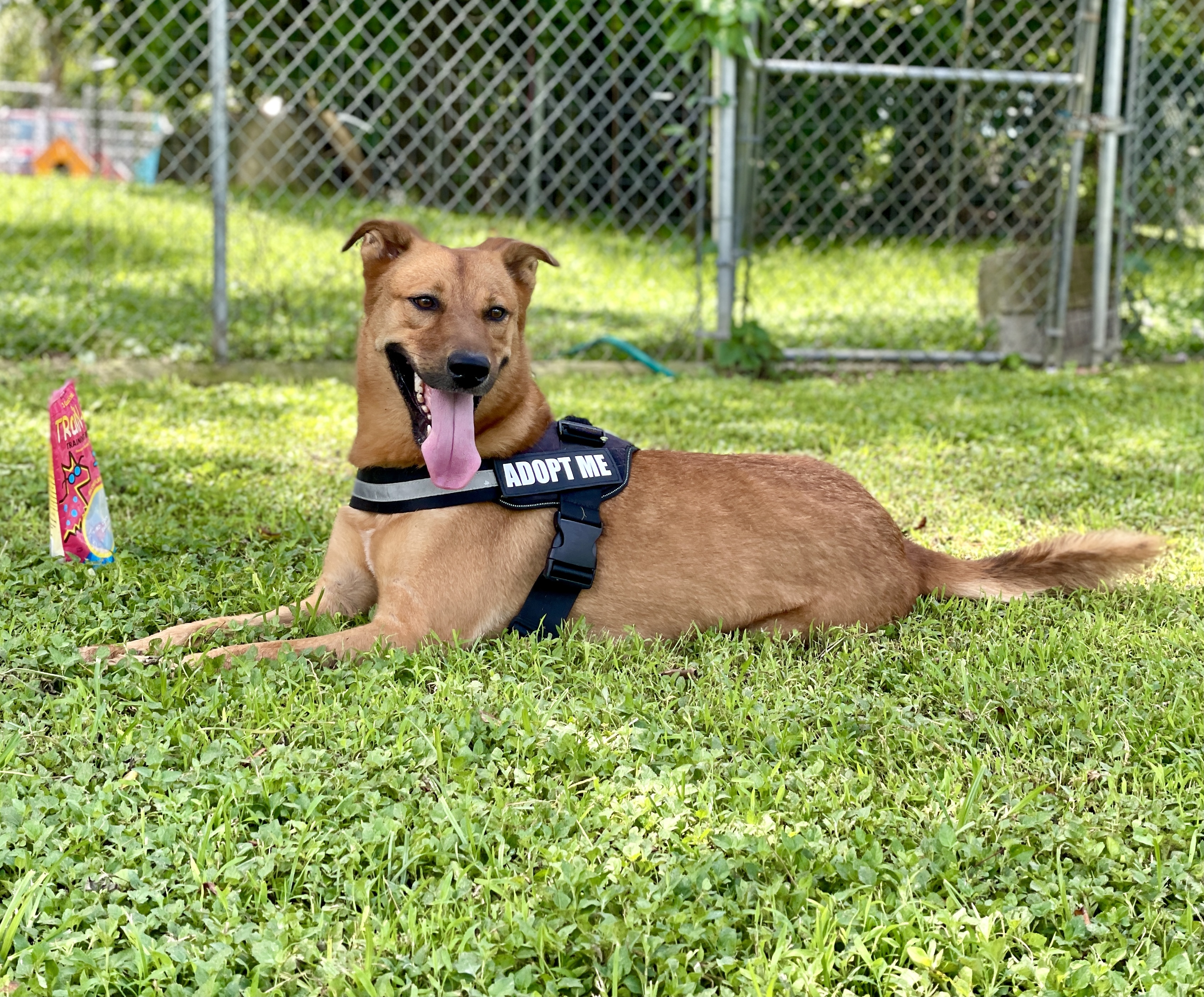 Kylo, an adoptable German Shepherd Dog, Golden Retriever in Miami, FL, 33177 | Photo Image 4
