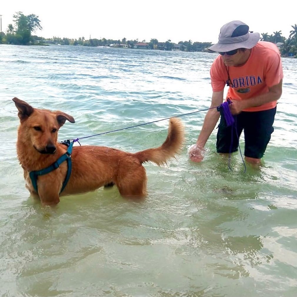 Kylo, an adoptable German Shepherd Dog, Golden Retriever in Miami, FL, 33177 | Photo Image 5