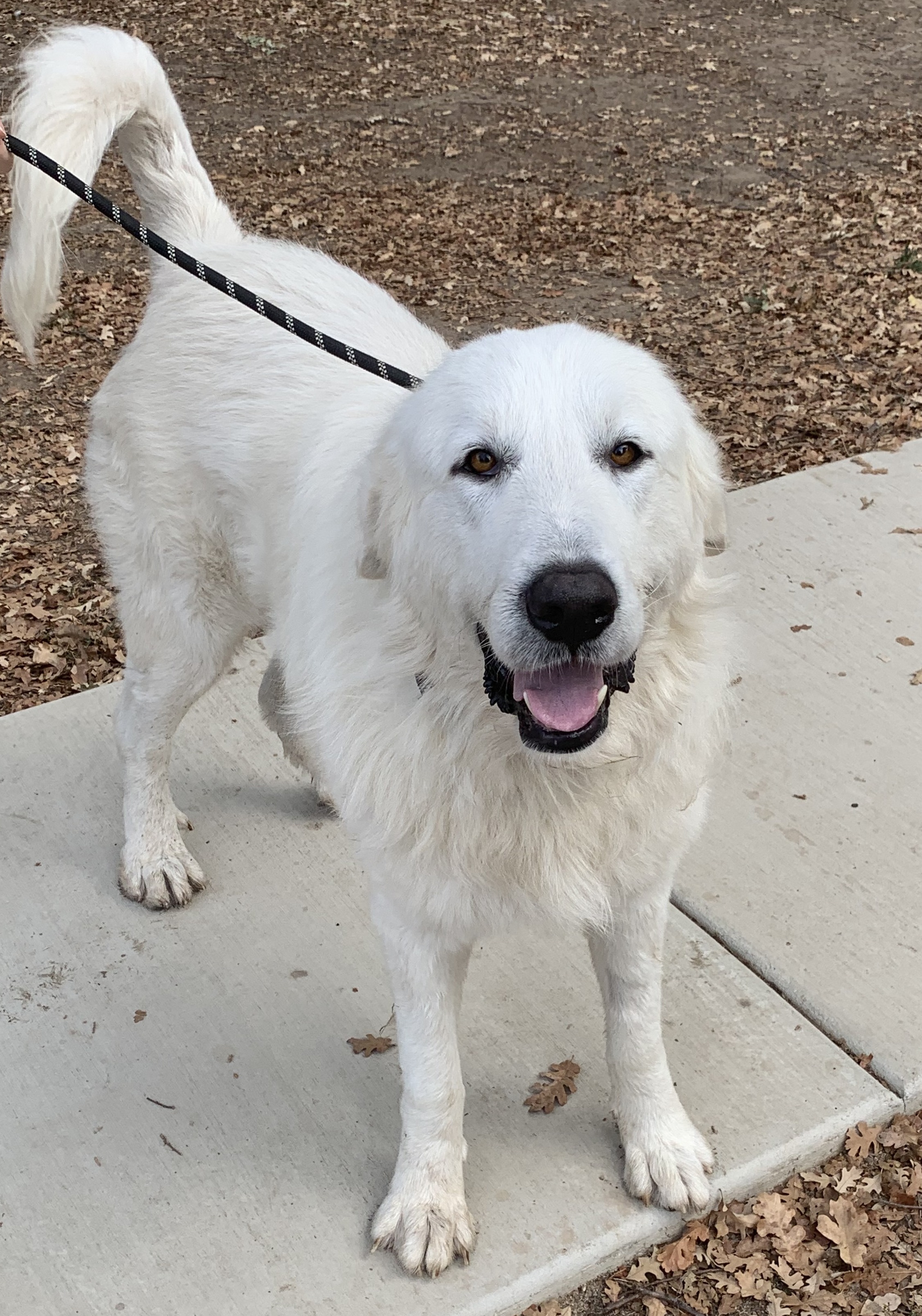 MARLEY, an adoptable Great Pyrenees in Granite Bay, CA, 95746 | Photo Image 1