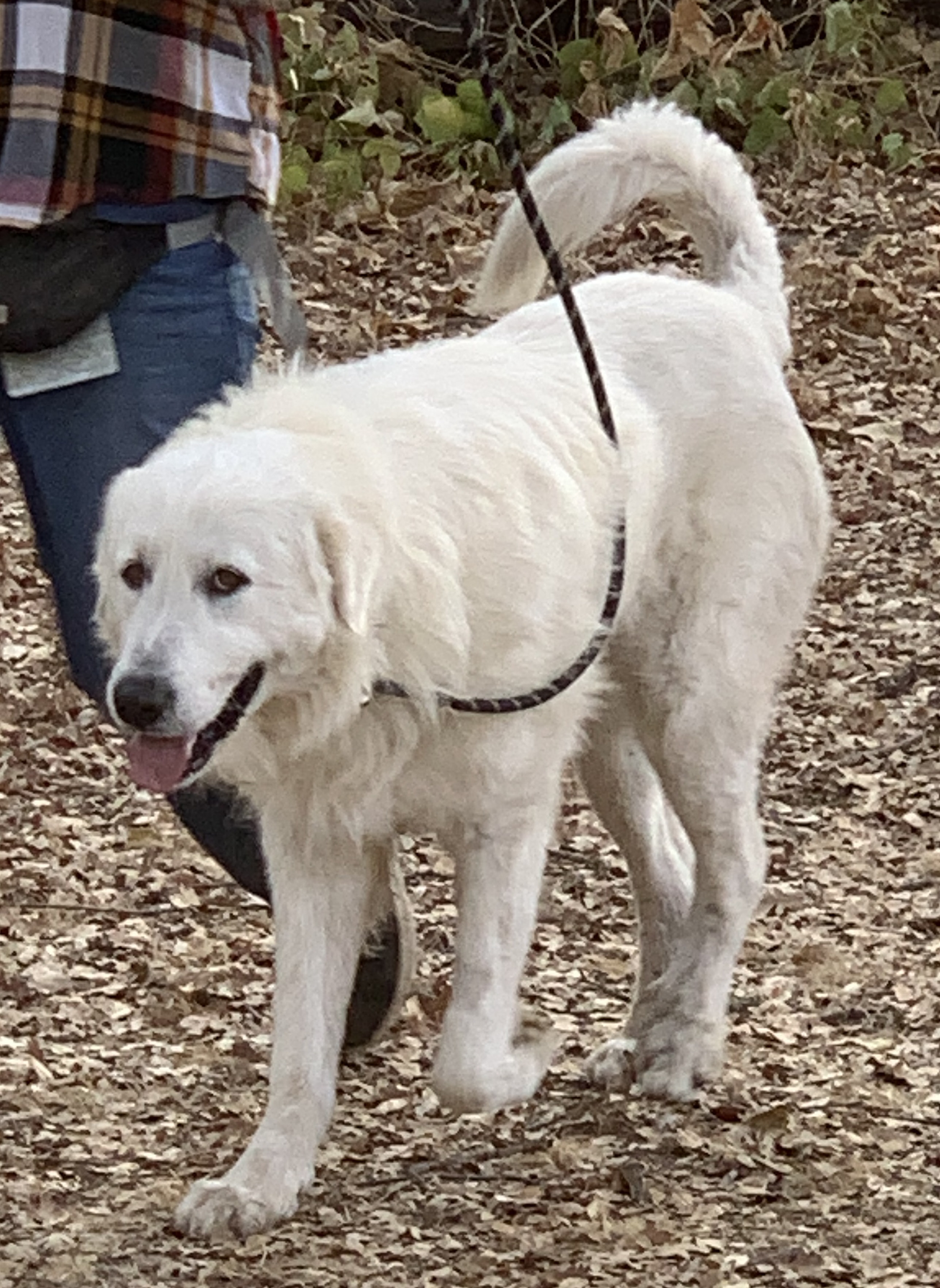 MARLEY, an adoptable Great Pyrenees in Granite Bay, CA, 95746 | Photo Image 2