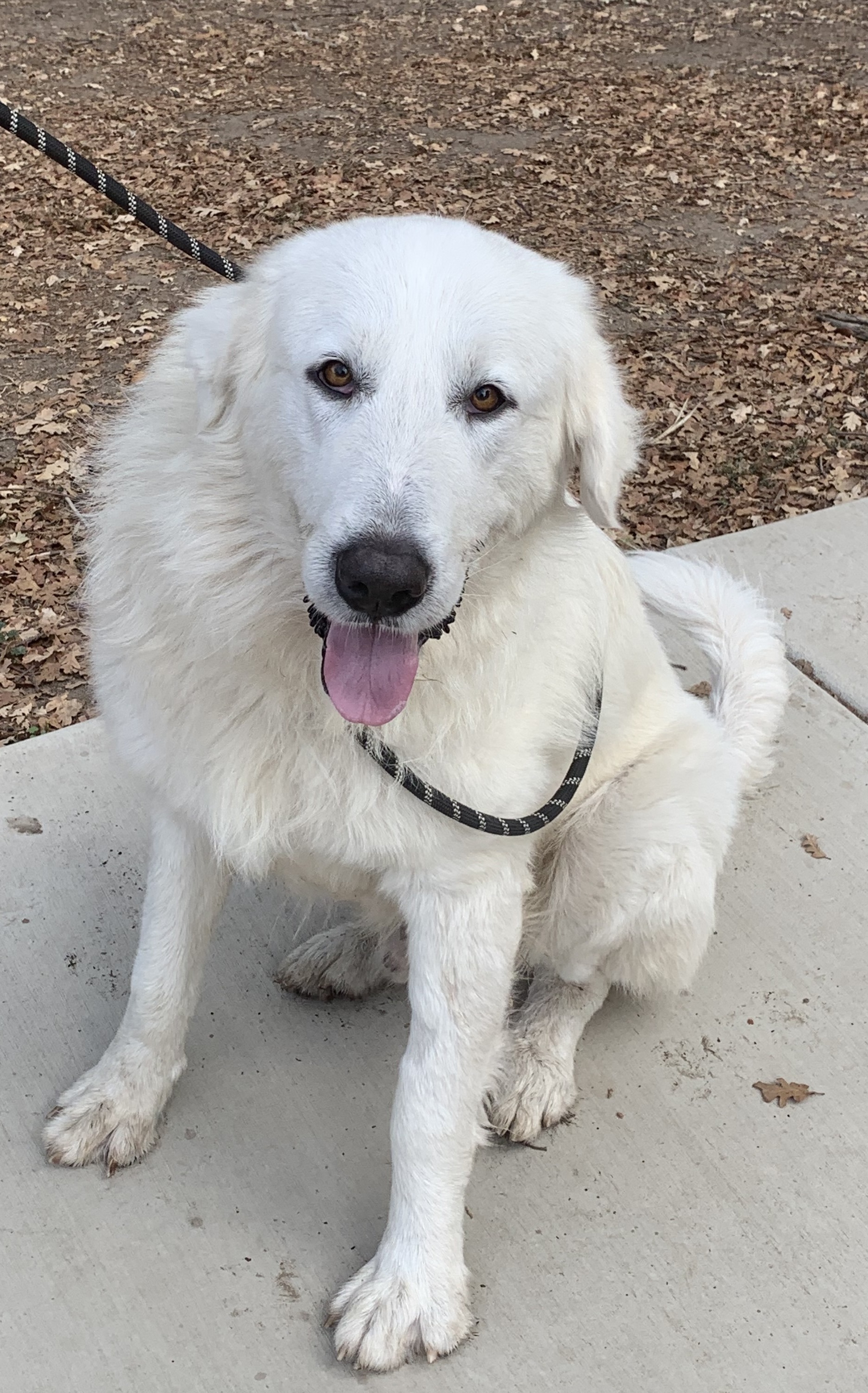 MARLEY, an adoptable Great Pyrenees in Granite Bay, CA, 95746 | Photo Image 3