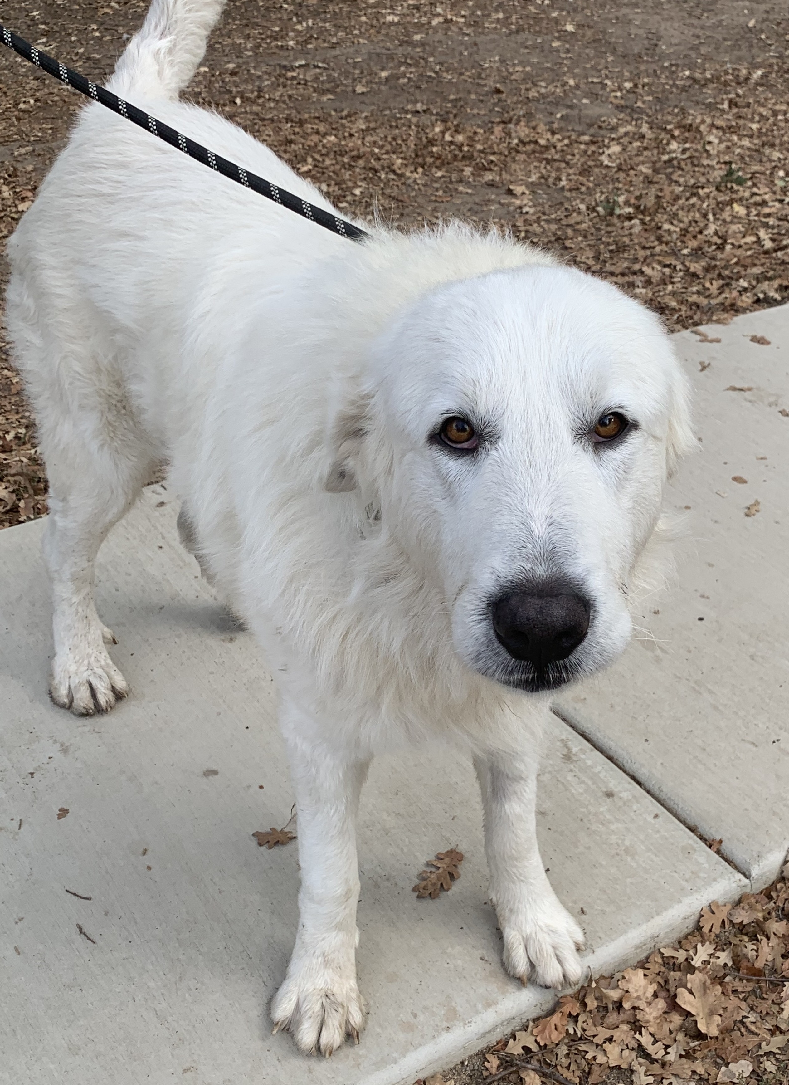 MARLEY, an adoptable Great Pyrenees in Granite Bay, CA, 95746 | Photo Image 4