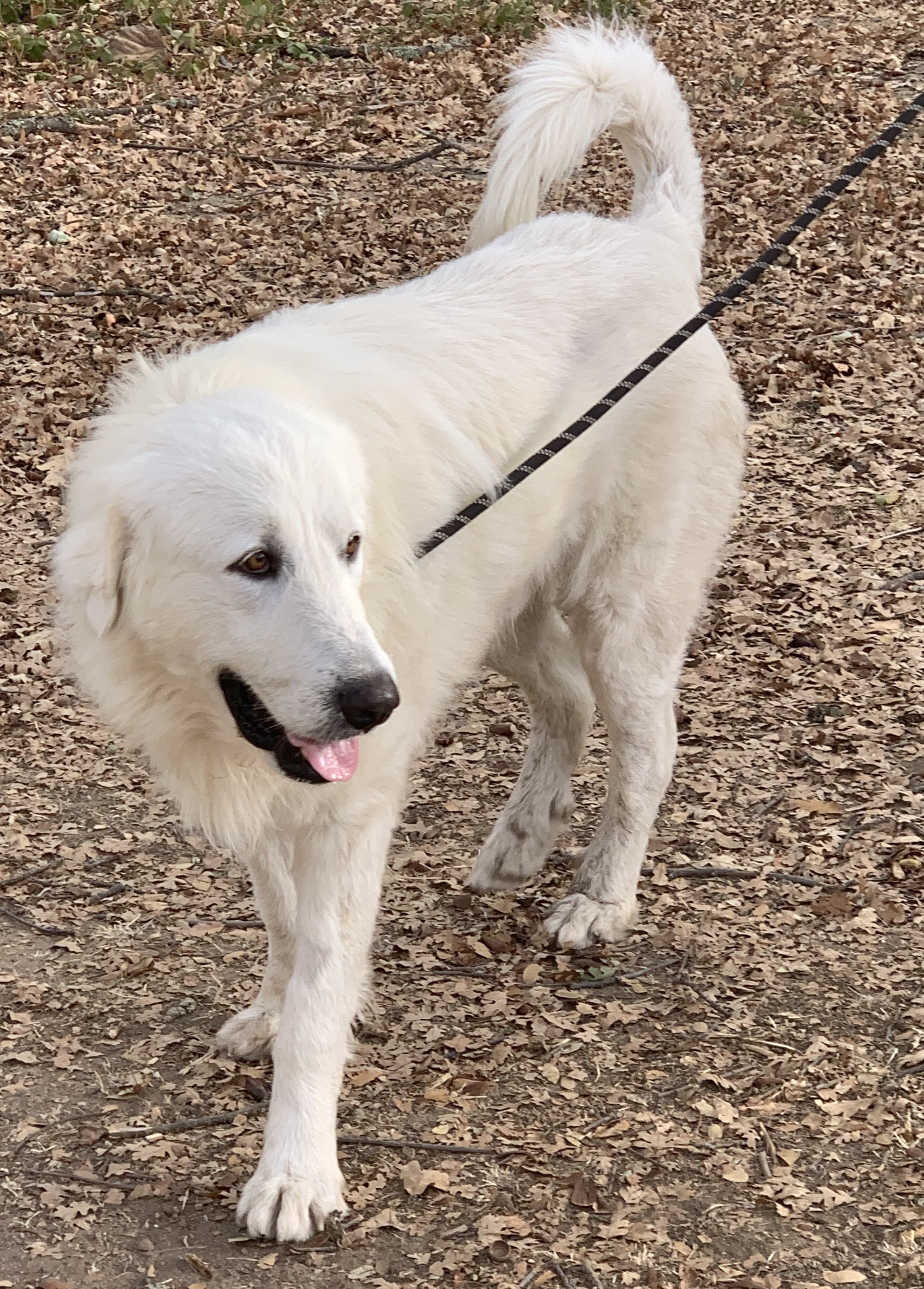 MARLEY, an adoptable Great Pyrenees in Granite Bay, CA, 95746 | Photo Image 5