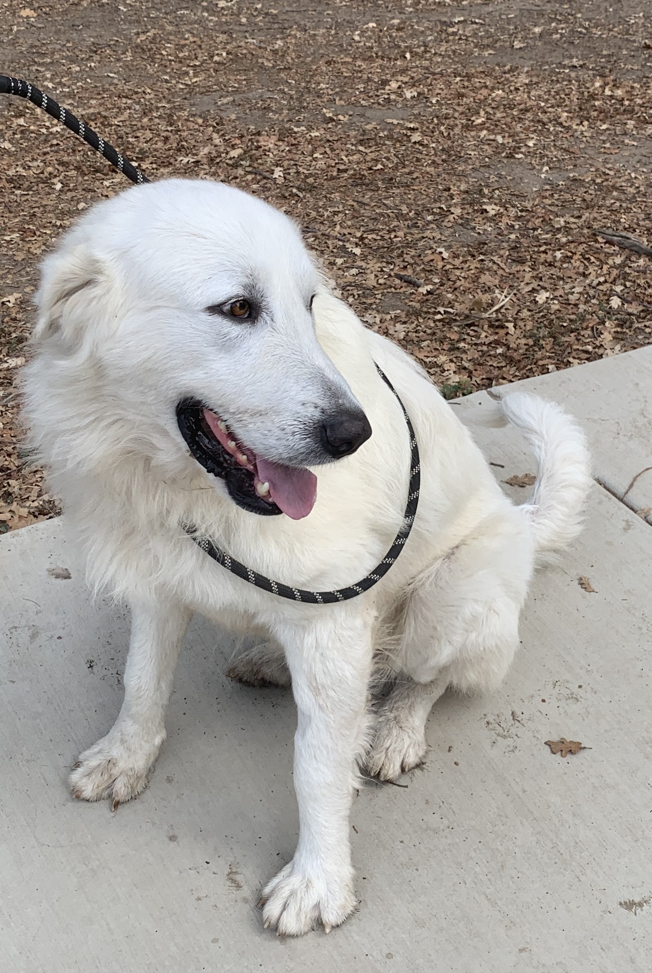 MARLEY, an adoptable Great Pyrenees in Granite Bay, CA, 95746 | Photo Image 6