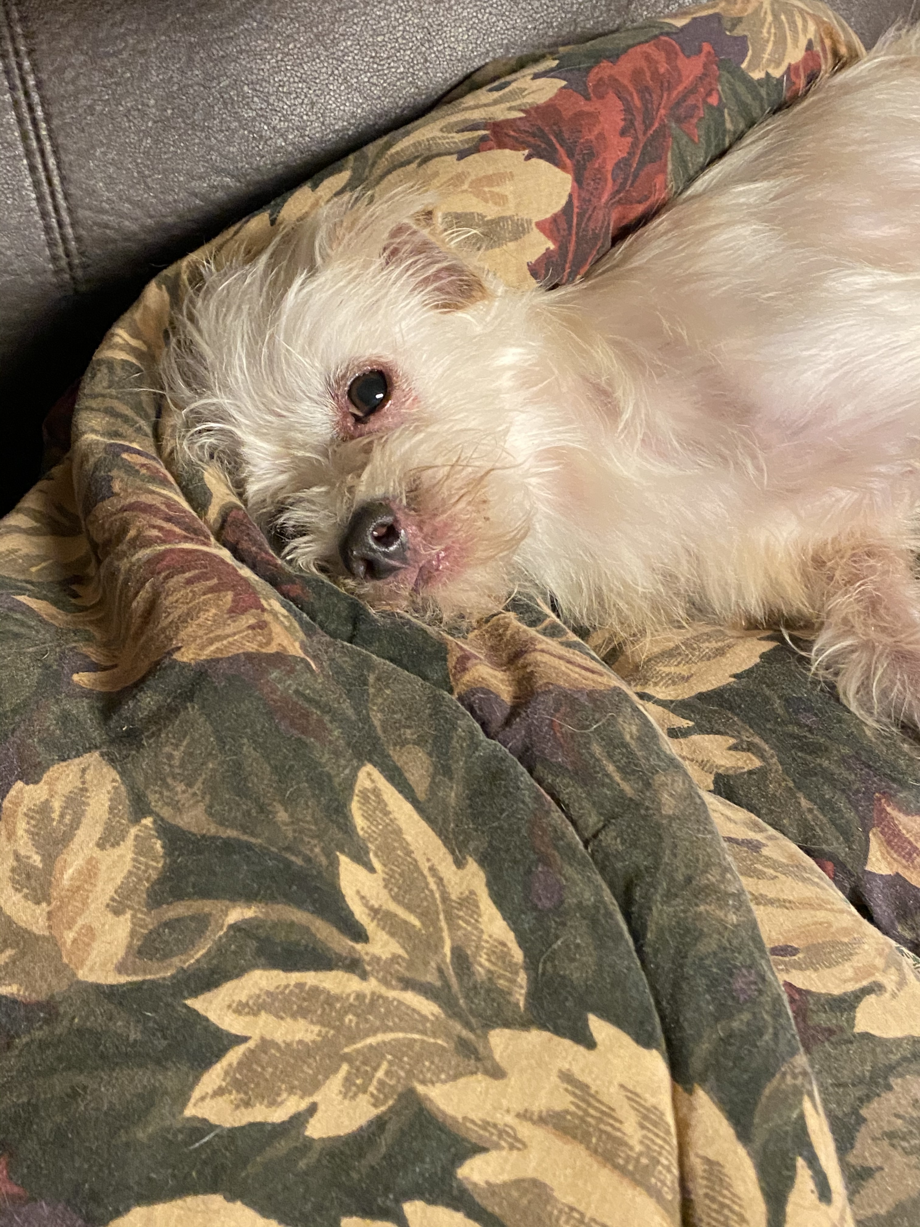 chinese crested petfinder