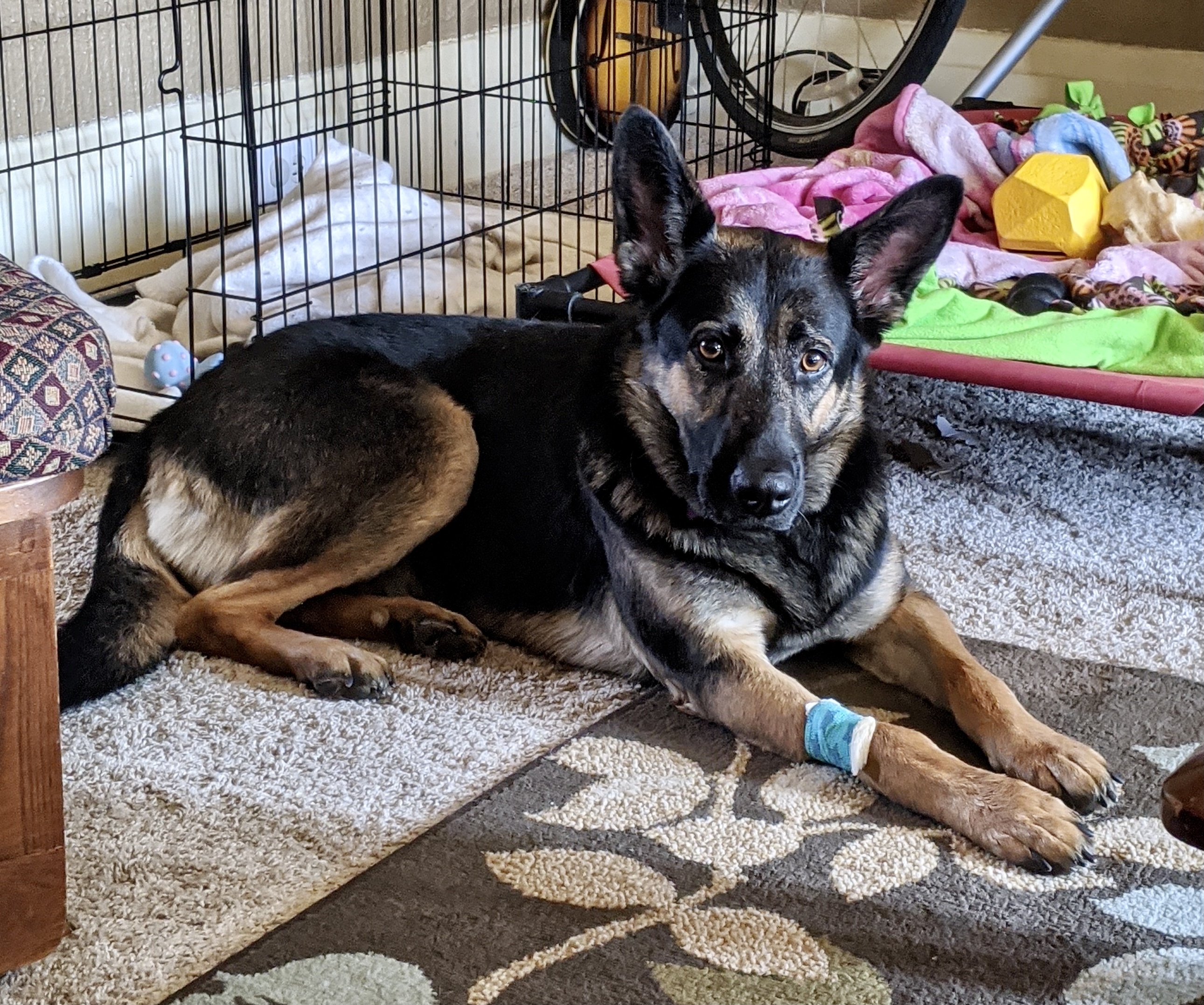 Harlow, an adoptable German Shepherd Dog in Bethel Park, PA, 15102 | Photo Image 4