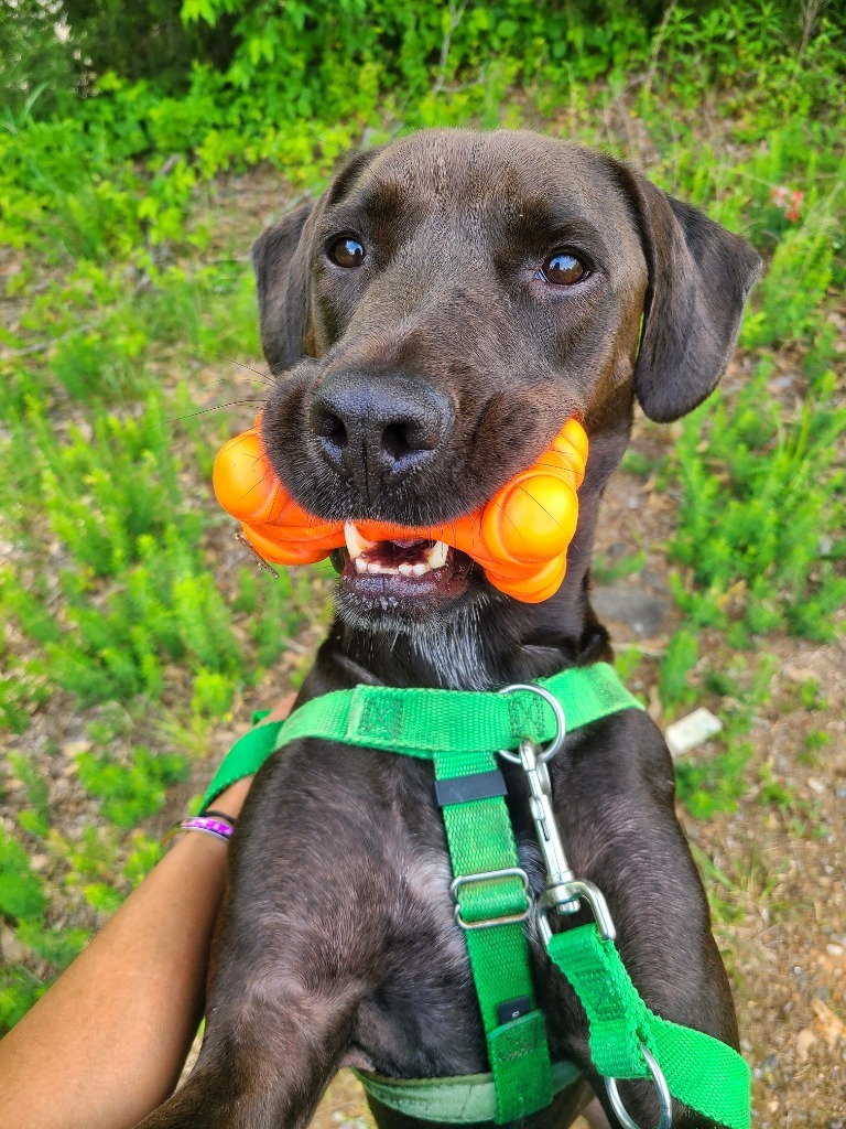 Brett, an adoptable Labrador Retriever in Fort Mill, SC, 29715 | Photo Image 1