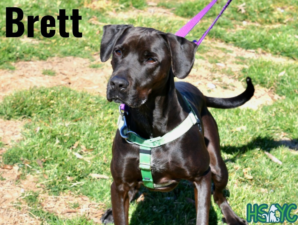 Brett, an adoptable Labrador Retriever in Fort Mill, SC, 29715 | Photo Image 1