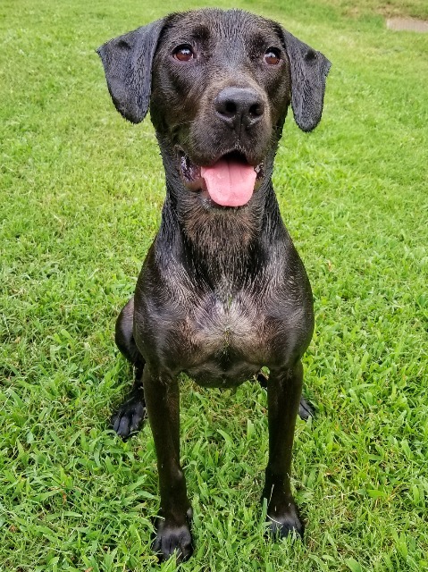 Brett, an adoptable Labrador Retriever in Fort Mill, SC, 29715 | Photo Image 2