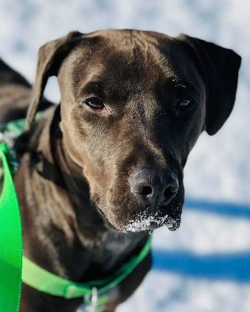 Brett, an adoptable Labrador Retriever in Fort Mill, SC, 29715 | Photo Image 3