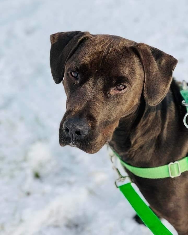 Brett, an adoptable Labrador Retriever in Fort Mill, SC, 29715 | Photo Image 4