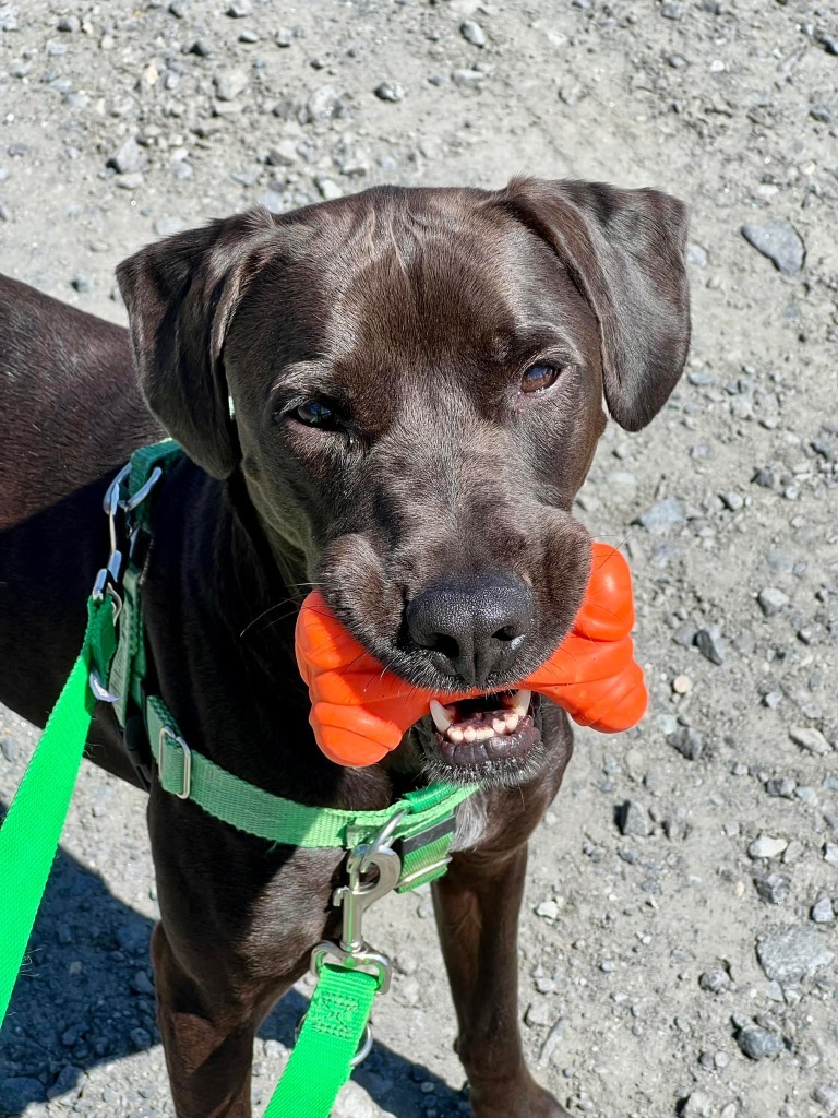 Brett, an adoptable Labrador Retriever in Fort Mill, SC, 29715 | Photo Image 5