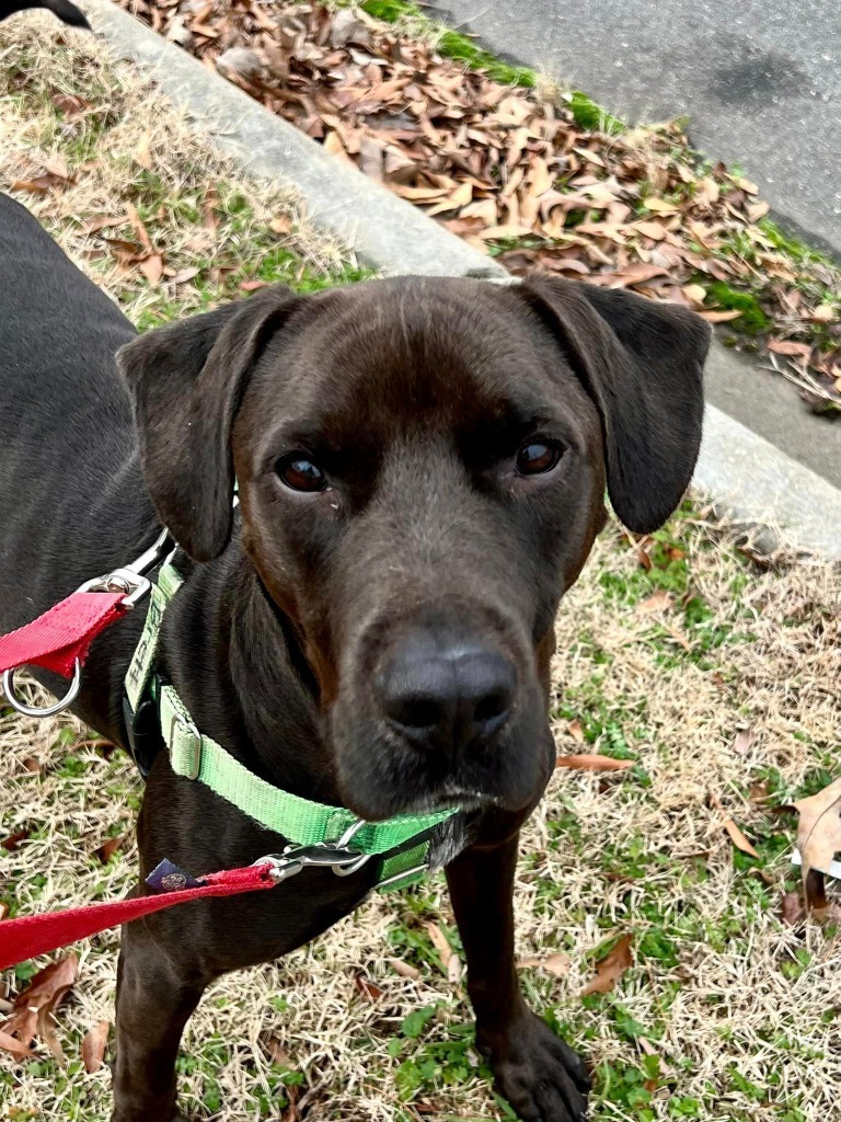 Brett, an adoptable Labrador Retriever in Fort Mill, SC, 29715 | Photo Image 6