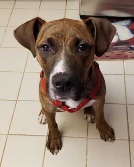 Scooby, an adoptable Boxer, Black Mouth Cur in Oklahoma City, OK, 73127 | Photo Image 1