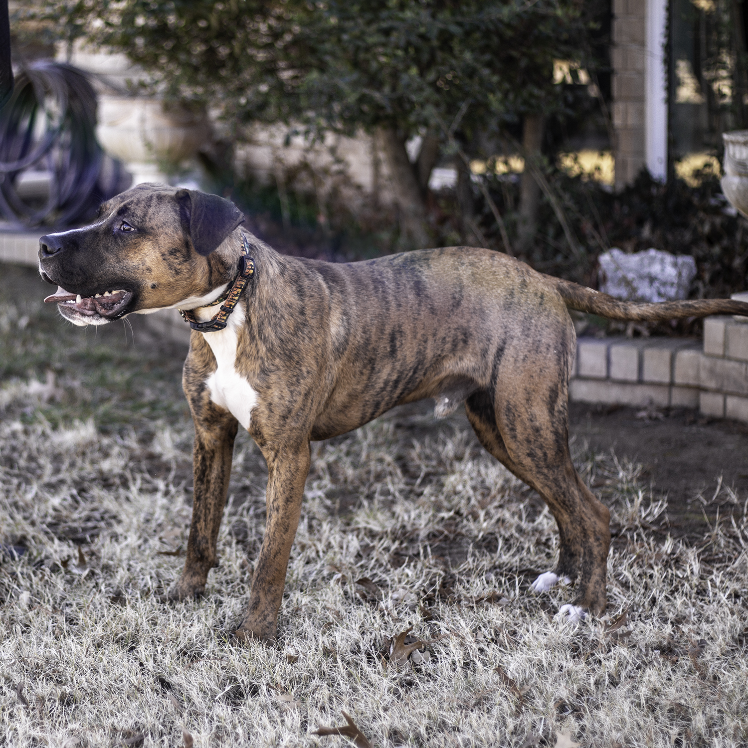 Scooby, an adoptable Boxer, Black Mouth Cur in Oklahoma City, OK, 73127 | Photo Image 3