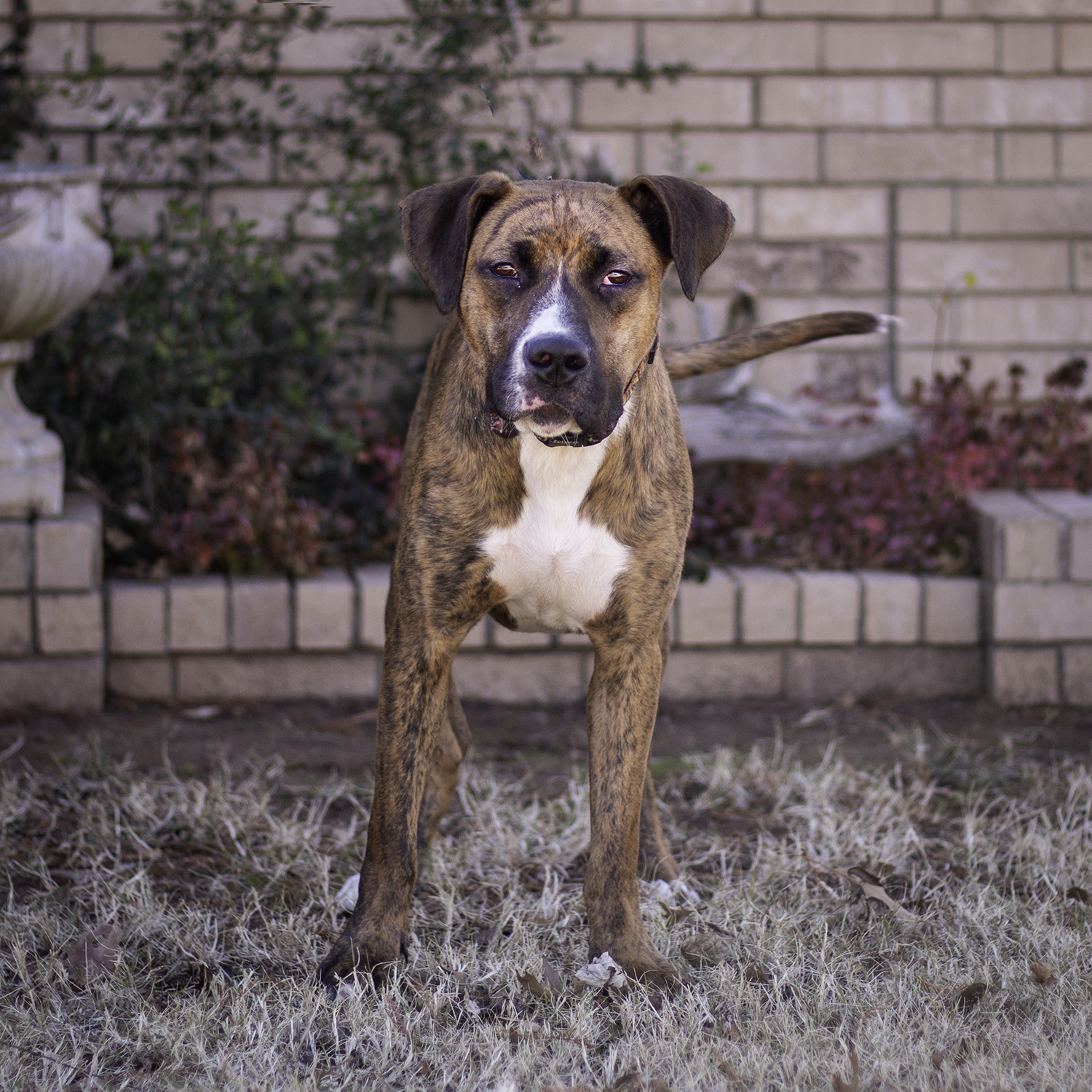 Scooby, an adoptable Boxer, Black Mouth Cur in Oklahoma City, OK, 73127 | Photo Image 5
