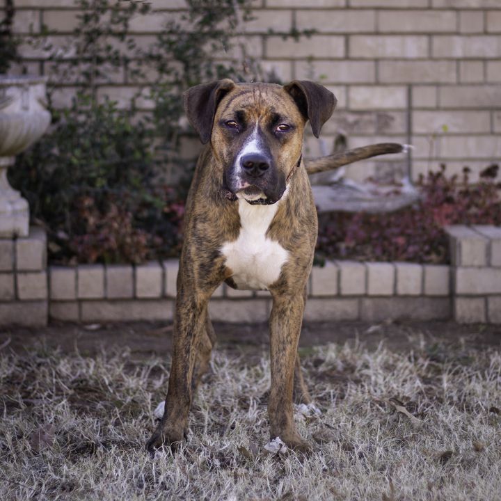 Mountain cur hot sale boxer mix puppies