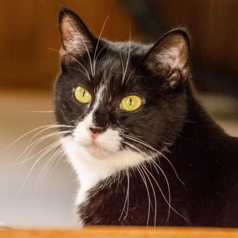 Charlie, an adoptable Domestic Short Hair in Middletown, NY, 10940 | Photo Image 1