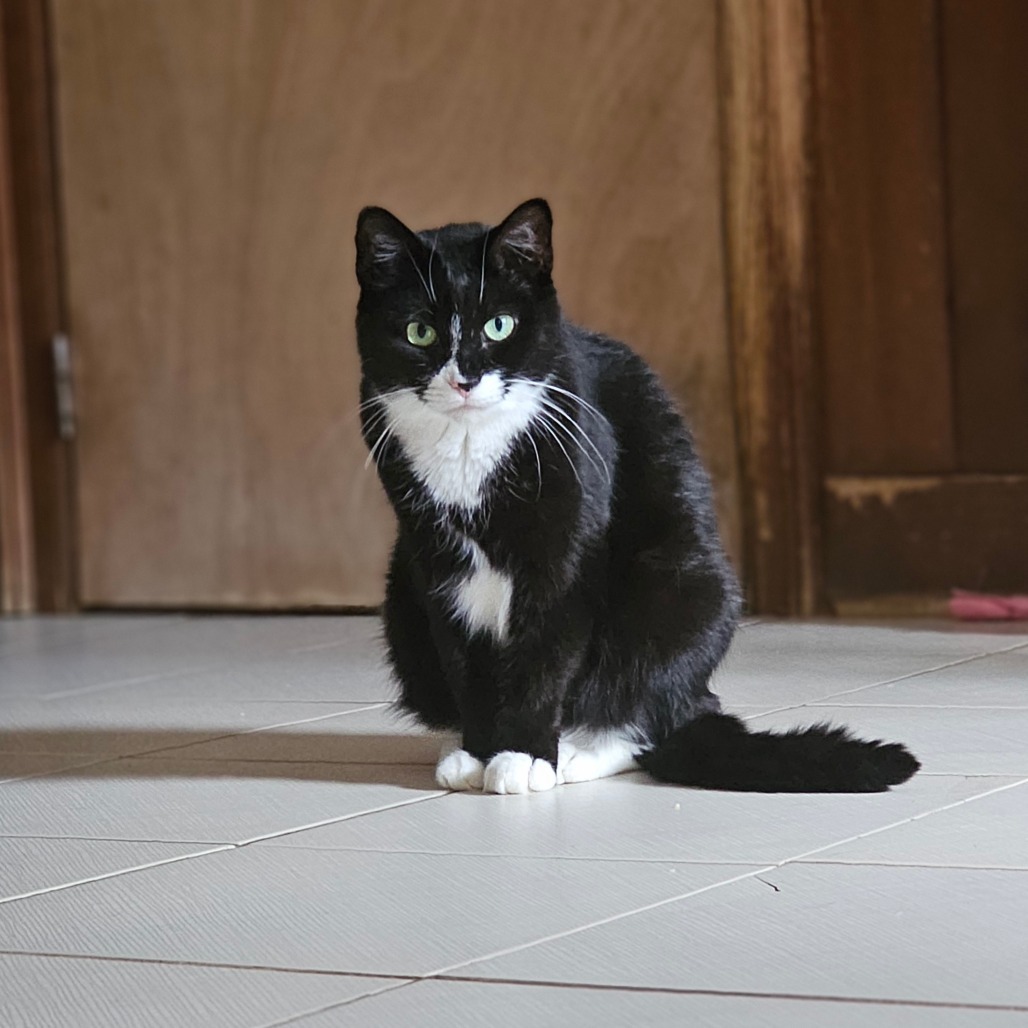 Charlie, an adoptable Domestic Short Hair in Middletown, NY, 10940 | Photo Image 1