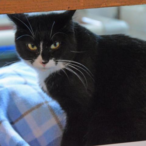 Charlie, an adoptable Domestic Short Hair in Middletown, NY_image-2