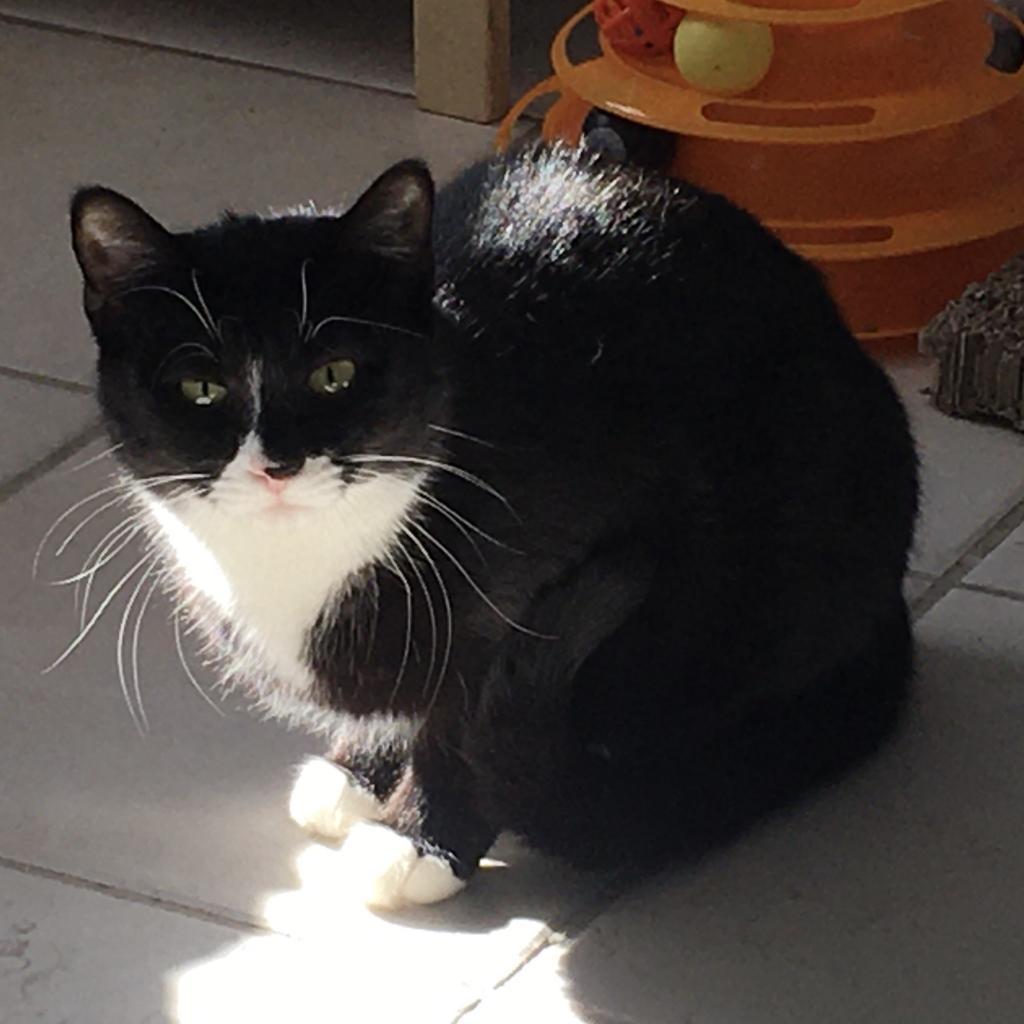 Charlie, an adoptable Domestic Short Hair in Middletown, NY, 10940 | Photo Image 5