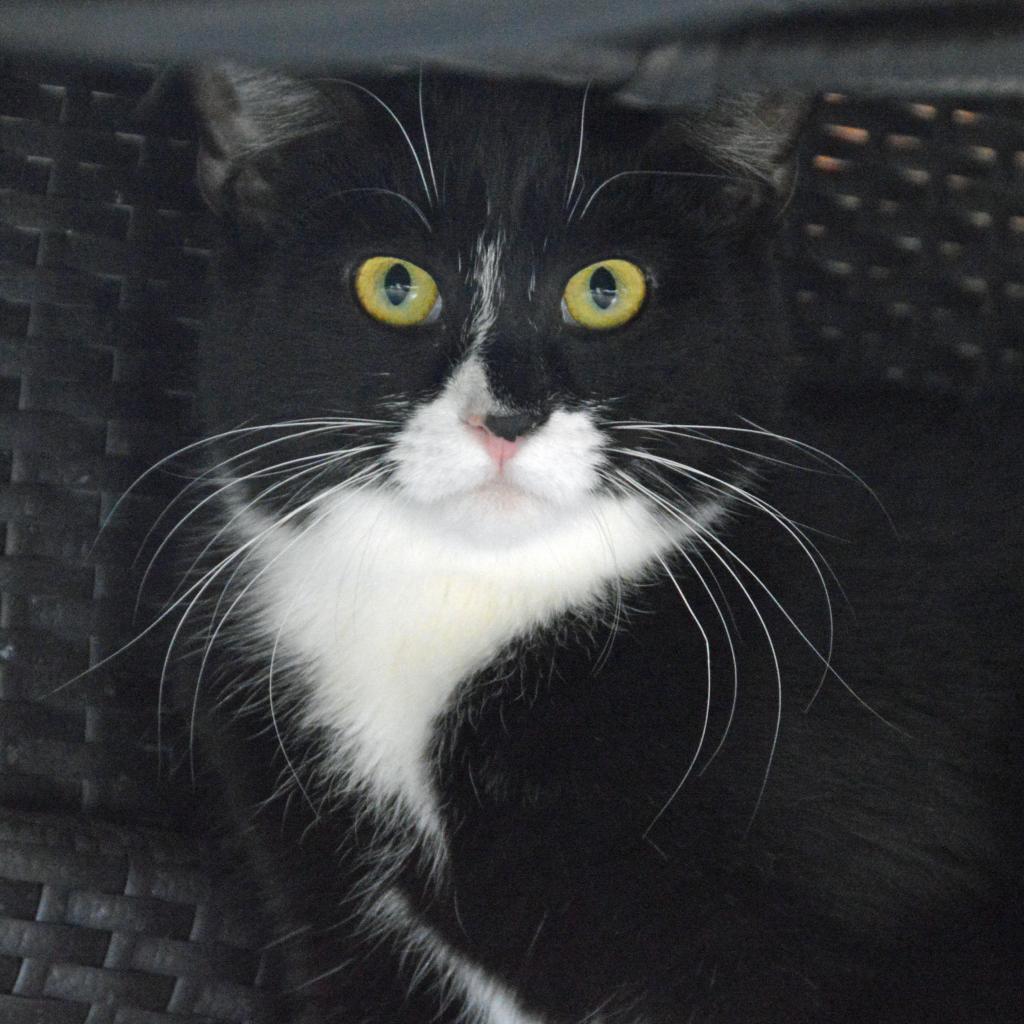 Charlie, an adoptable Domestic Short Hair in Middletown, NY, 10940 | Photo Image 6