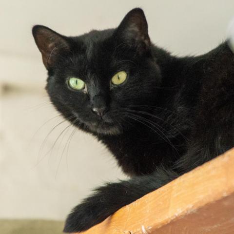 Erika, an adoptable Domestic Short Hair in Middletown, NY, 10940 | Photo Image 1