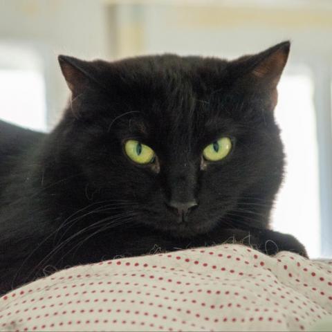 Erika, an adoptable Domestic Short Hair in Middletown, NY, 10940 | Photo Image 3