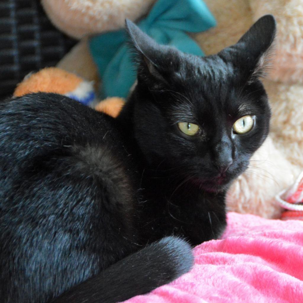 Erika, an adoptable Domestic Short Hair in Middletown, NY, 10940 | Photo Image 3