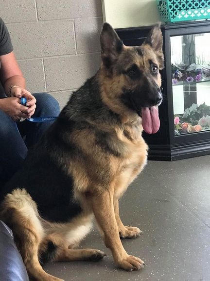 Pauline, an adoptable German Shepherd Dog in Albany, OR, 97321 | Photo Image 1