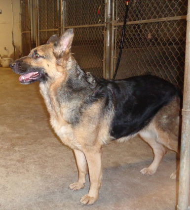 Dog for adoption - Pauline, a German Shepherd Dog in Albany, OR | Petfinder