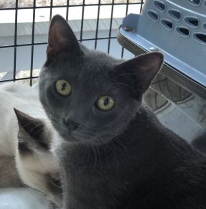 Cat for adoption Sylvie special needs a Domestic Short Hair