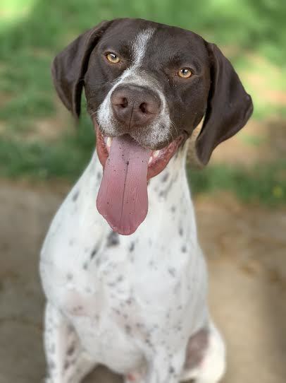 Dog For Adoption Colter No Cats A German Shorthaired Pointer In Salt Lake City Ut Petfinder