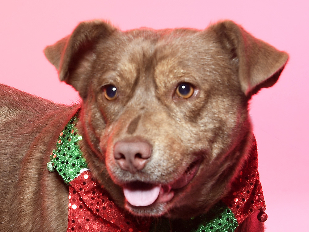 Roni - $100, an adoptable Cattle Dog, Mixed Breed in Cookeville, TN, 38506 | Photo Image 1