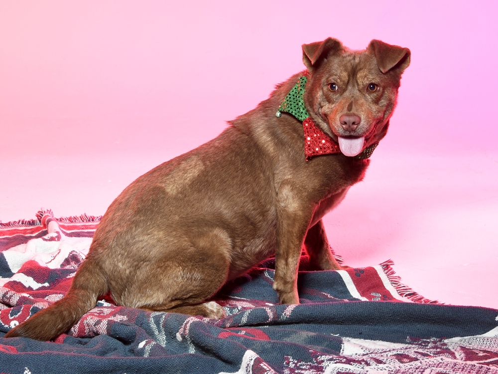 Roni - $100, an adoptable Cattle Dog, Mixed Breed in Cookeville, TN, 38506 | Photo Image 2