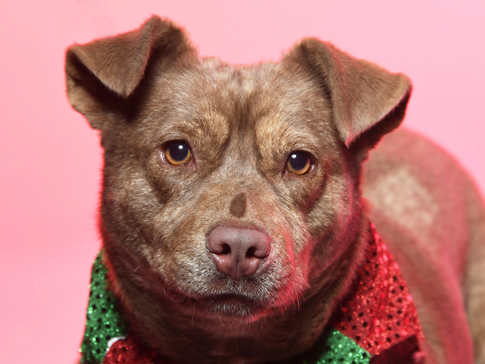 Roni - $100, an adoptable Cattle Dog, Mixed Breed in Cookeville, TN, 38506 | Photo Image 3