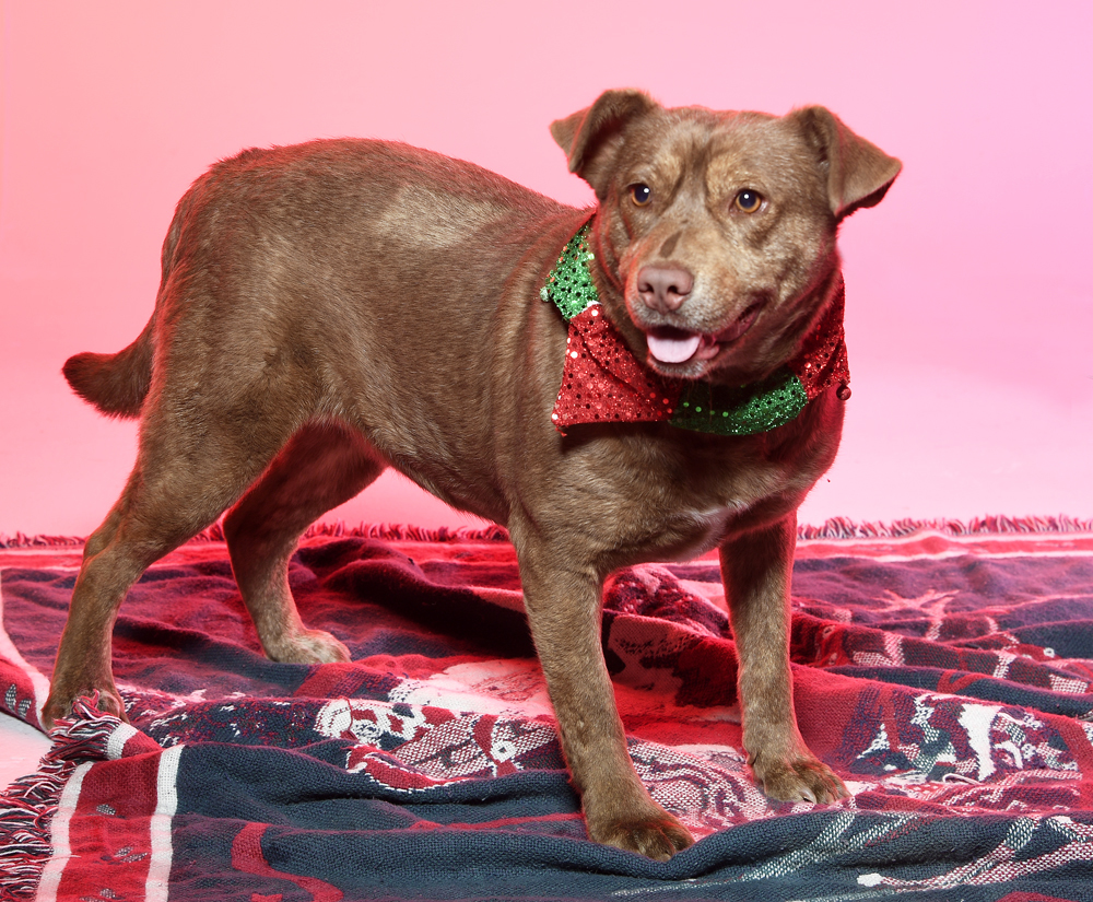 Roni - $100, an adoptable Cattle Dog, Mixed Breed in Cookeville, TN, 38506 | Photo Image 5