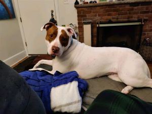 Dogs For Adoption Near Ann Arbor Mi Petfinder