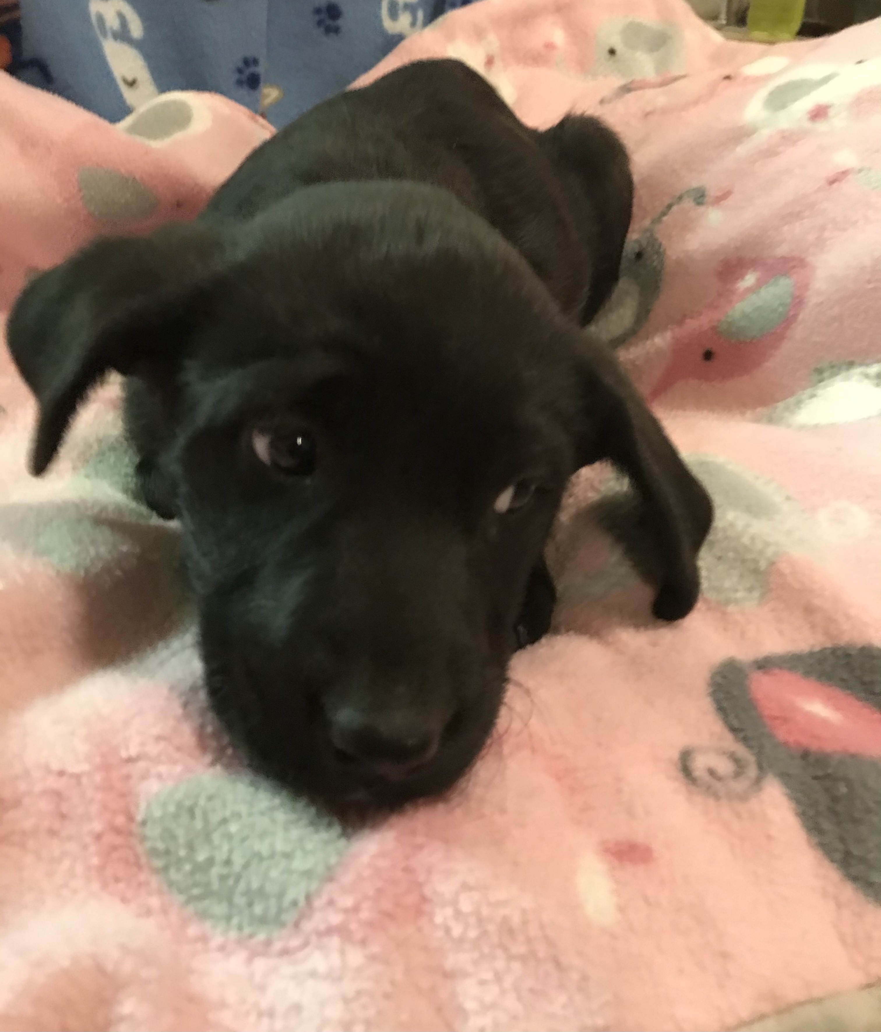 Kitty now Stella, an adoptable Shepherd in Huachuca City, AZ, 85616 | Photo Image 3