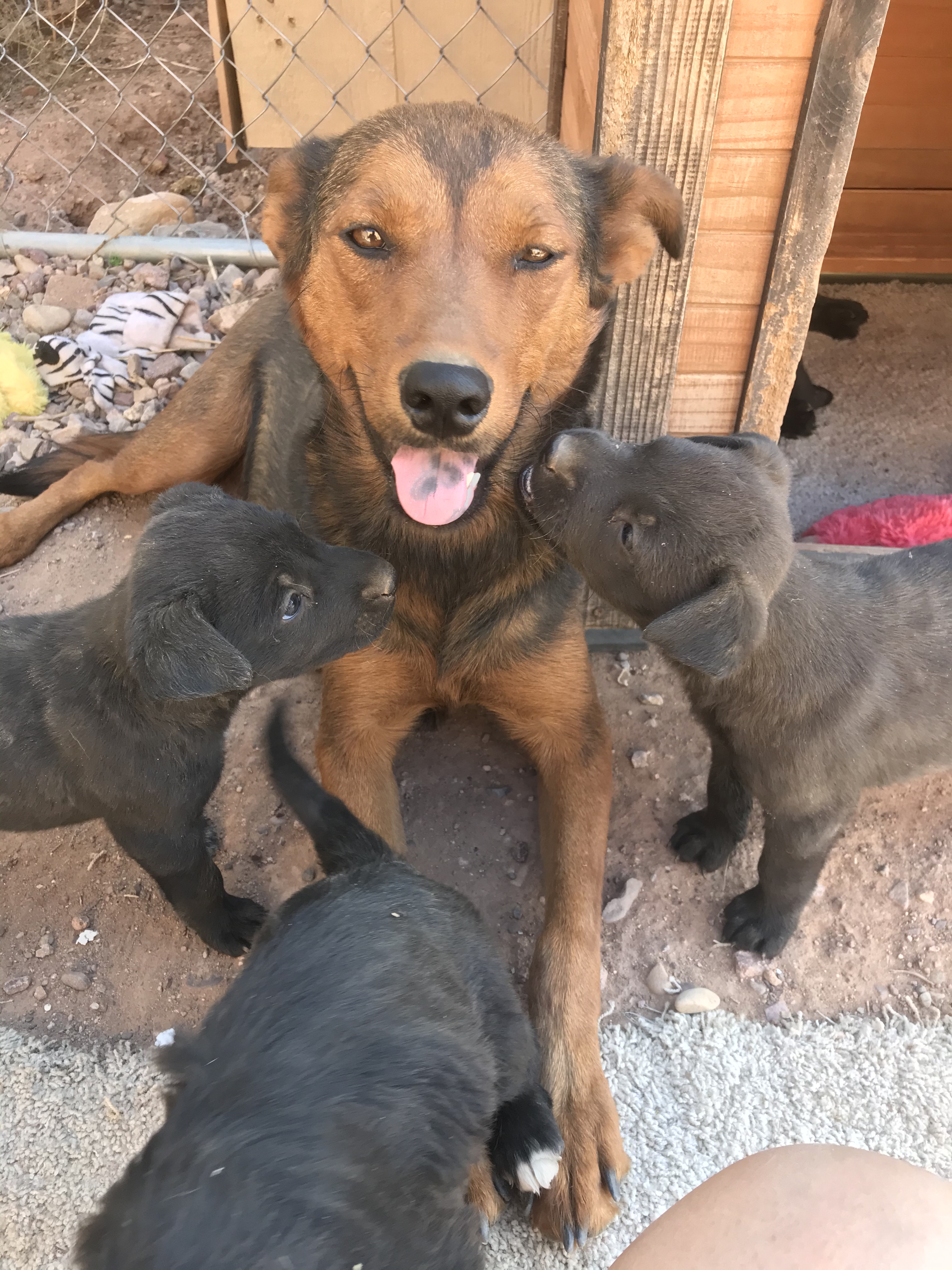 Kitty now Stella, an adoptable Shepherd in Huachuca City, AZ, 85616 | Photo Image 4