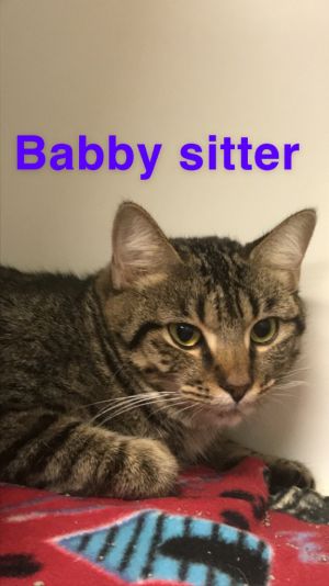 Cat For Adoption Babby Sitter Kate A Domestic Short Hair In Johnson City Tn Petfinder