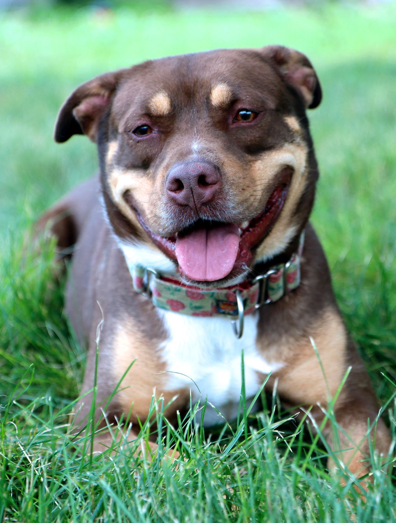 Roxy Anne, an adoptable Labrador Retriever, Terrier in Kansas City, MO, 64114 | Photo Image 2