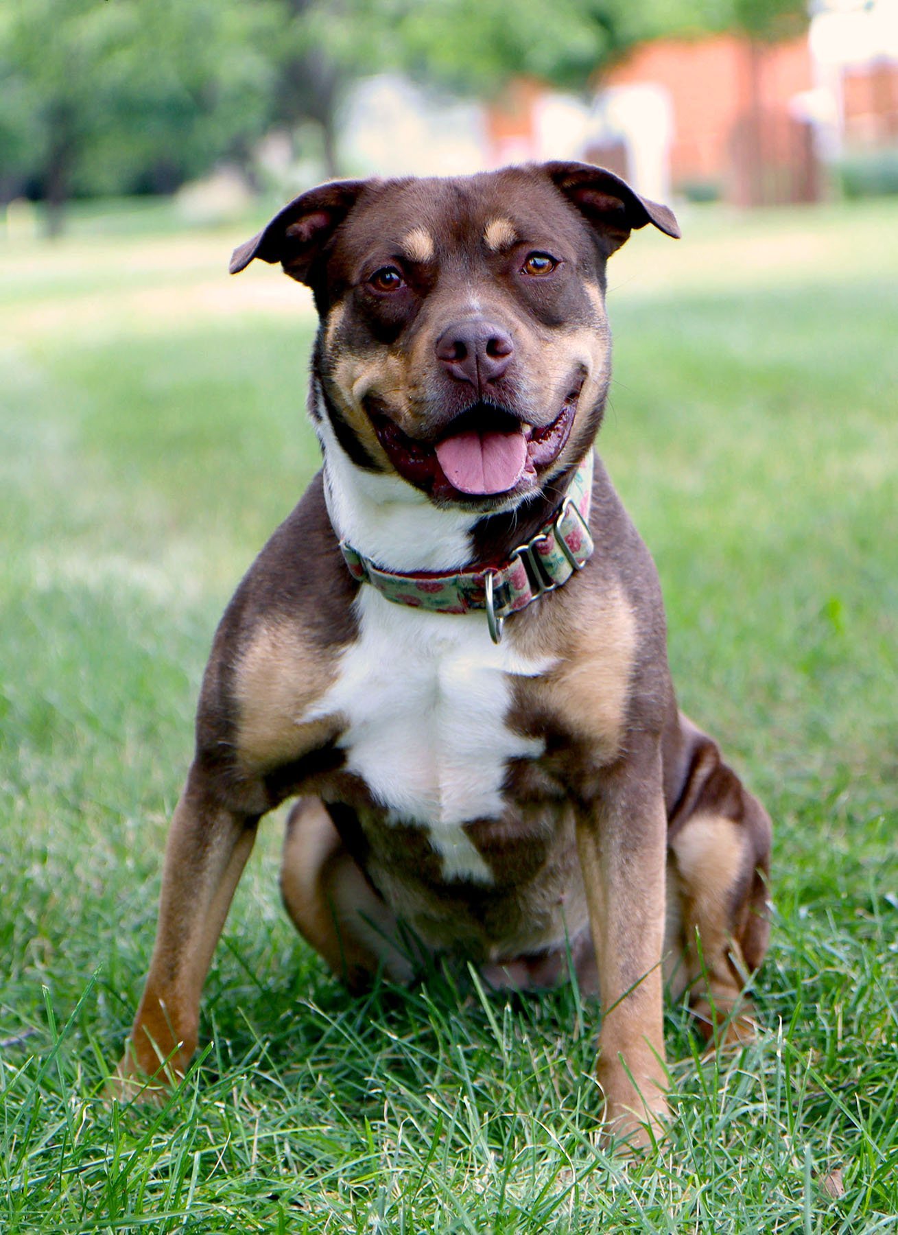 Roxy Anne, an adoptable Labrador Retriever, Terrier in Kansas City, MO, 64114 | Photo Image 3
